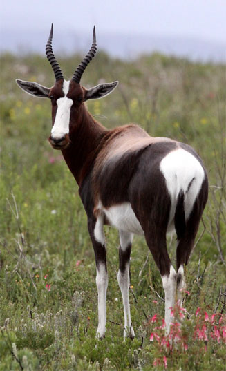 Damaliscus pygargus pygargus (Bontebok)