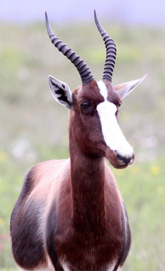 Damaliscus pygargus pygargus (Bontebok)