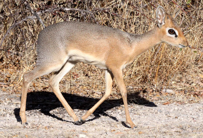 Madoqua damarensis (Damara dik-dik)