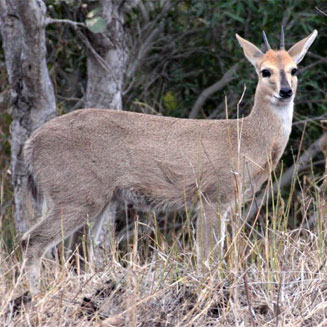 Sylvicapra grimmia (Common duiker)