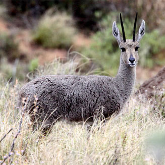 Pelea capreolus (Grey rhebok)