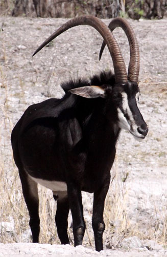 Hippotragus niger (Sable)