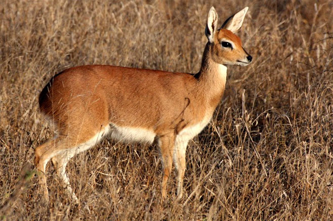 Raphicerus campestris (Steenbok)