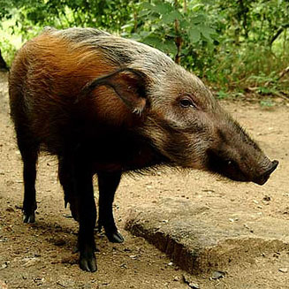 Potamochoerus larvatus (Bushpig)