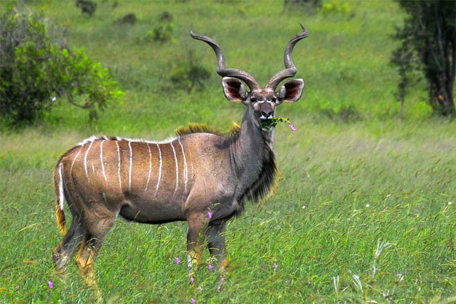 Tragelaphus strepsiceros (Greater kudu)