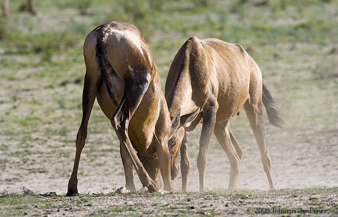 Alcelaphus buselaphus (Red hartebeest)