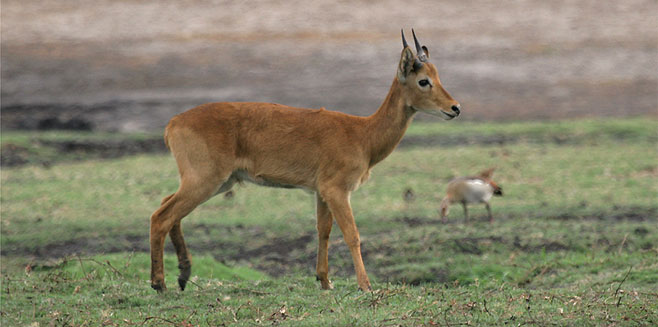 Kobus vardonii  (Puku)