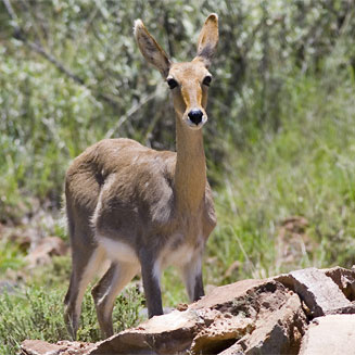 Redunca fulvorufula (Mountain reedbuck)