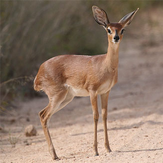 Raphicerus campestris (Steenbok)