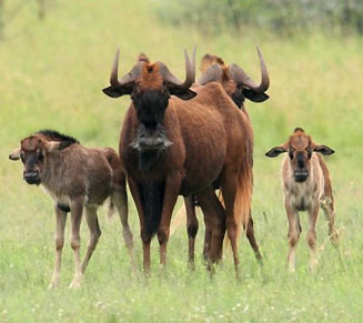 Connochaetes gnou (Black wildebeest, White-tailed gnu)