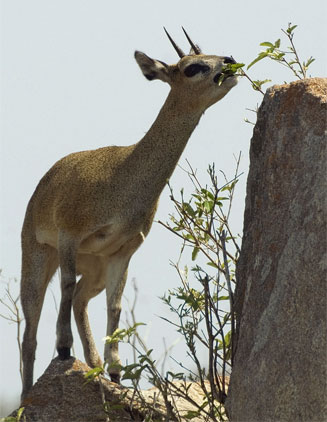 Oreotragus oreotragus (Klipspringer)