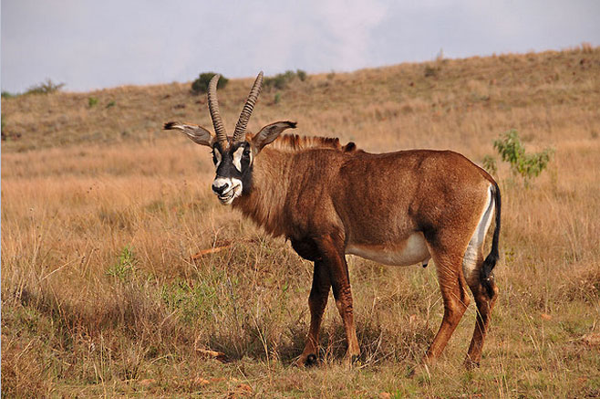 Hippotragus equinus (Roan)