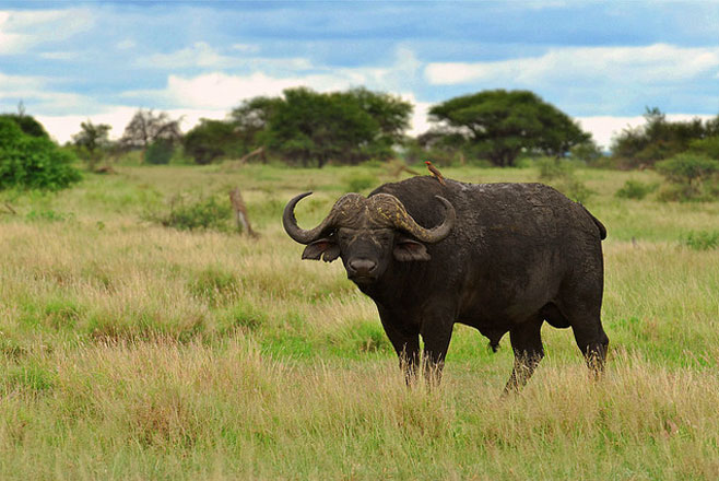 Syncerus caffer (African buffalo)