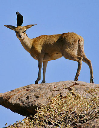 Oreotragus oreotragus (Klipspringer)