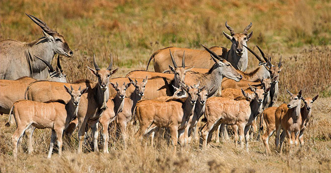 Tragelaphus oryx (Eland)