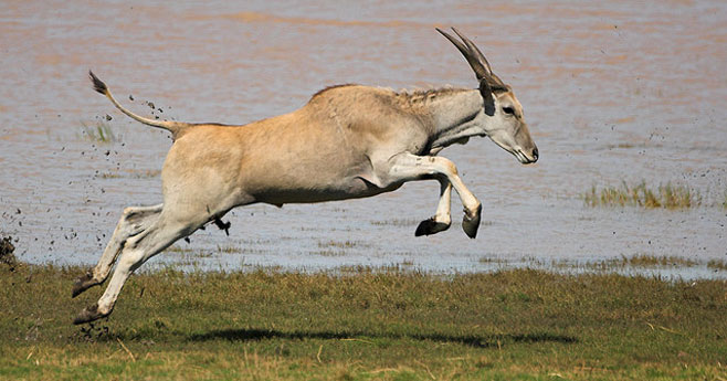 Tragelaphus oryx (Eland)