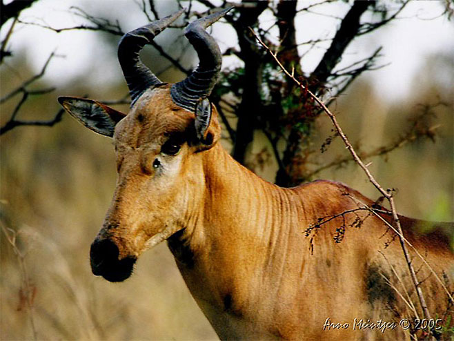 Alcelaphus lichtensteinii (Lichtenstein's hartebeest)