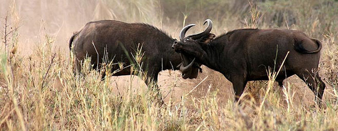 Syncerus caffer (African buffalo)