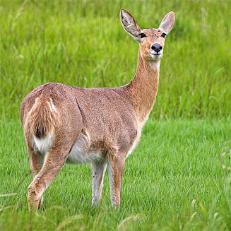 Redunca fulvorufula (Mountain reedbuck)