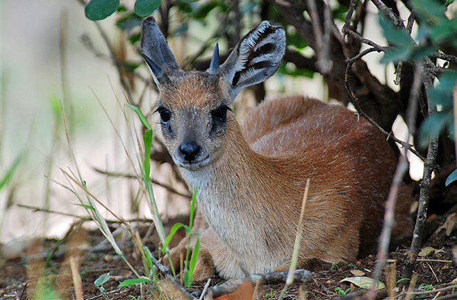 Raphicerus sharpei (Sharpe's grysbok)