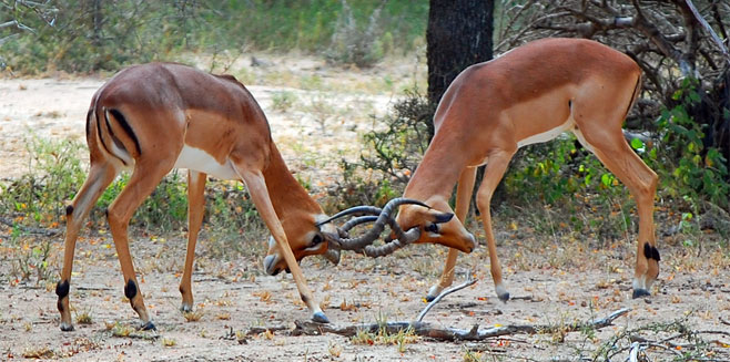 Aepyceros melampus (Impala)