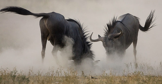 Connochaetes taurinus (Blue wildebeest)