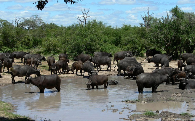 Syncerus caffer (African buffalo)