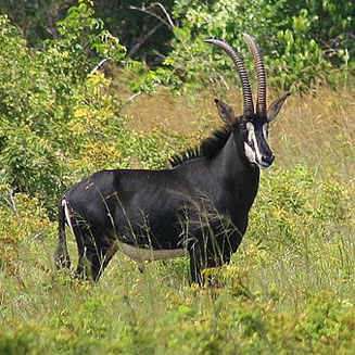 Hippotragus niger (Sable)