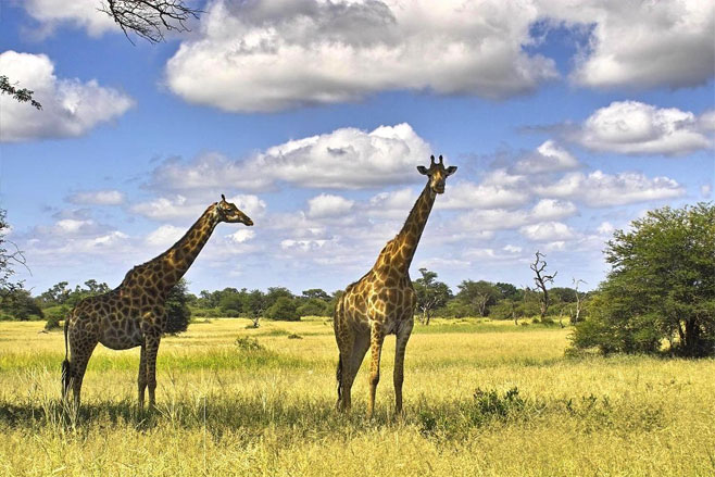 Giraffa camelopardalis (Giraffe)