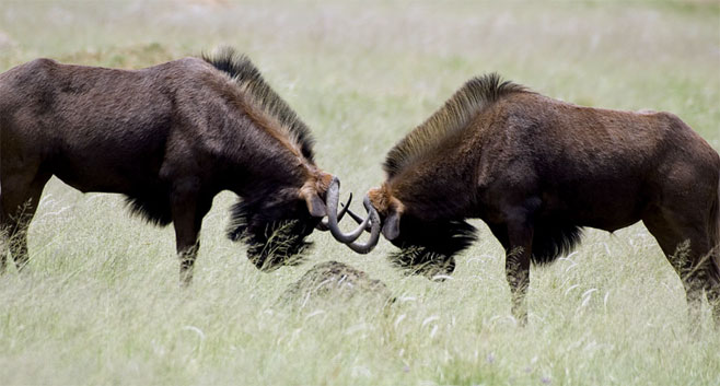 Connochaetes gnou (Black wildebeest, White-tailed gnu)