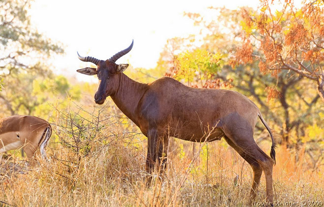 Damaliscus lunatus (Tsessebe)