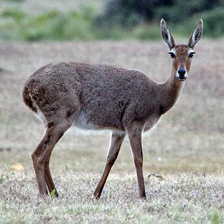 Pelea capreolus (Grey rhebok)