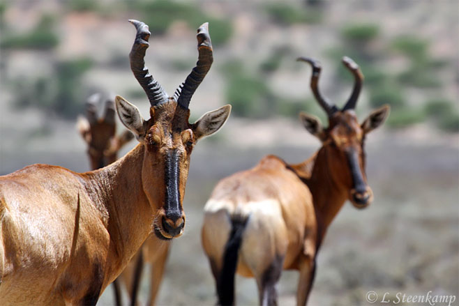 Alcelaphus buselaphus (Red hartebeest)