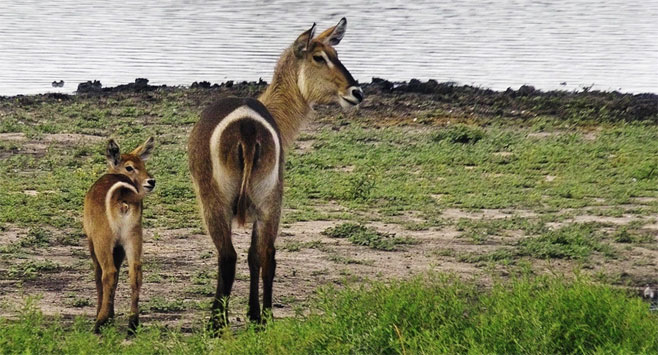 Kobus ellipsiprymnus (Waterbuck)