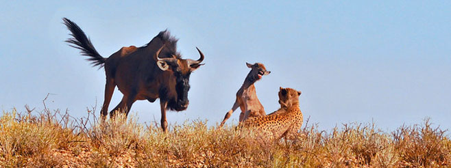 Connochaetes taurinus (Blue wildebeest)