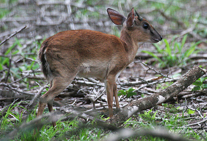 Neotragus moschatus (Suni)