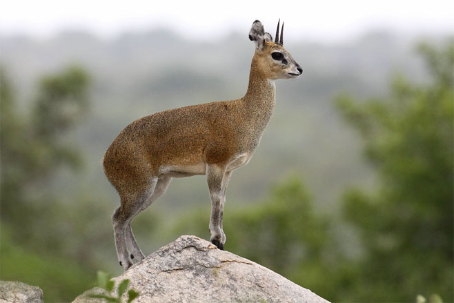 Oreotragus oreotragus (Klipspringer)