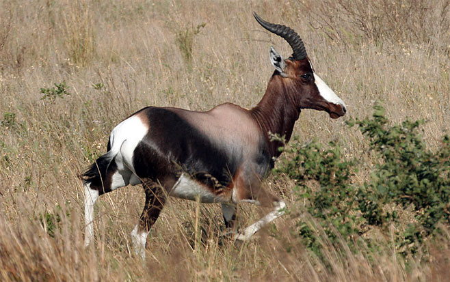 Damaliscus pygargus pygargus (Bontebok)