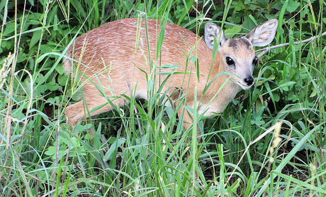 Raphicerus sharpei (Sharpe's grysbok)