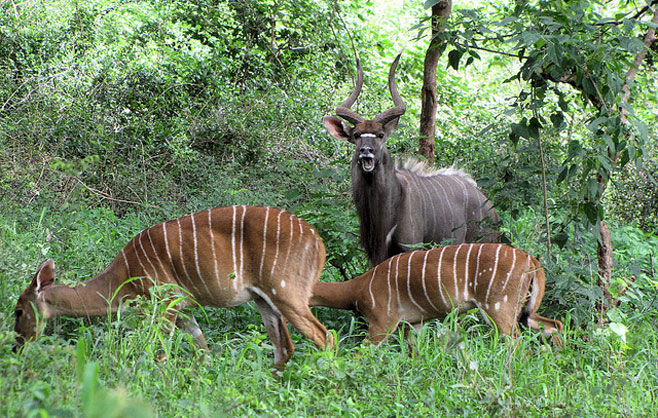 Tragelaphus angasii (Nyala)
