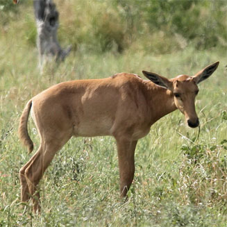 Damaliscus lunatus (Tsessebe)