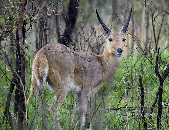 Redunca arundinum (Southern reedbuck, Reedbuck)