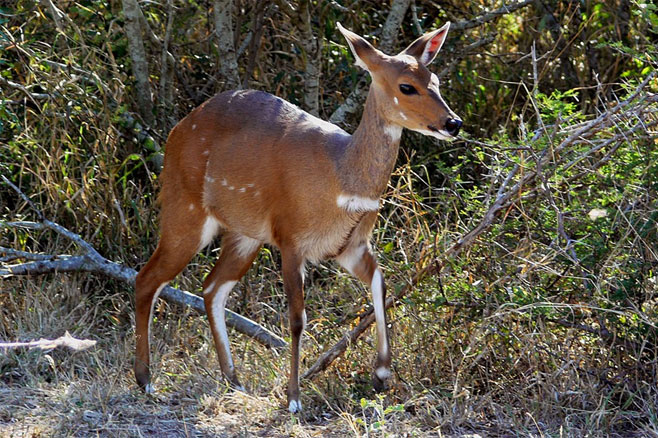 Tragelaphus scriptus (Bushbuck)
