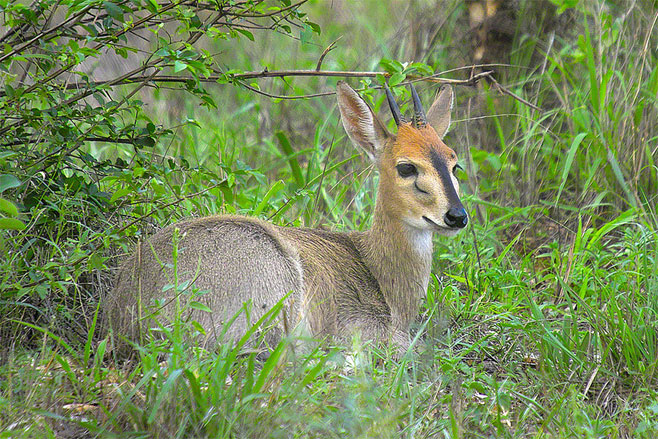Sylvicapra grimmia (Common duiker)