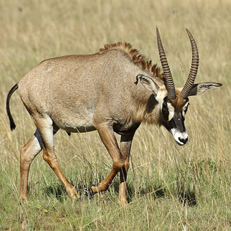 Hippotragus equinus (Roan)