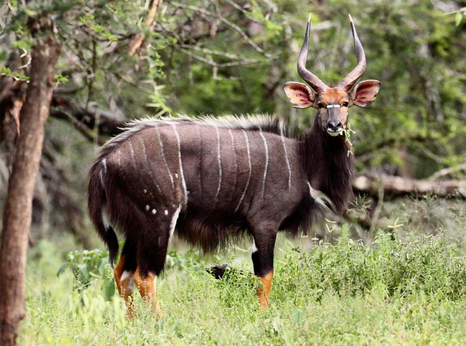 Tragelaphus angasii (Nyala)