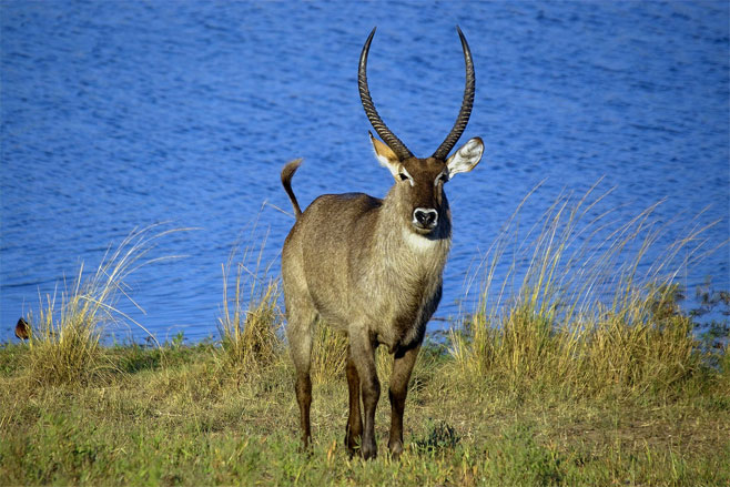 Kobus ellipsiprymnus (Waterbuck)