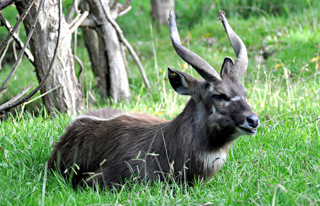 Tragelaphus spekii (Sitatunga)
