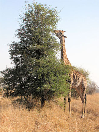 Giraffa camelopardalis (Giraffe)