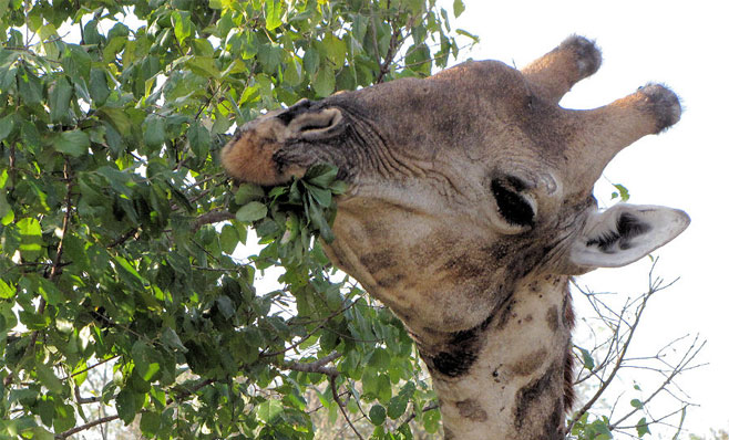 Giraffa camelopardalis (Giraffe)